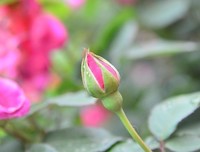 静待花开之日