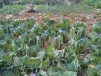 医生提醒：白菜尽量少吃，看完全明白了，别再无知了