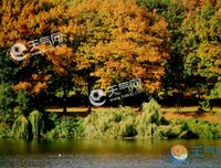 《萤火虫小巷》小说摘抄大全