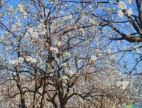 花色渐深、经典名句