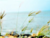 回味终生优美的句子