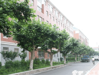 大连理工大学生走进歇马 编制村规划助力乡村振兴——作