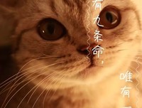 有关猫andLADY精彩语录