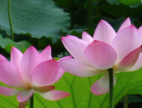 生如夏花之灿烂