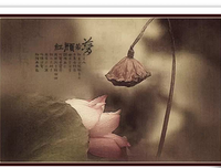 朗诵：心中无尘，心自安