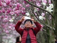 叮当的玉兰香句子