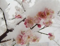 做一朵冰雪中的花