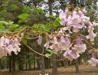 曾记否？紫花泡桐