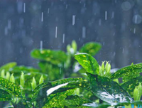 关于雨夜的句子