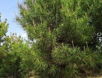 静听松涛