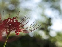 《鬼魅之家》观后感摘抄