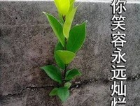 心若浮尘，巧生之嫣如有物的优美句子