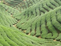 在种植庄稼的过程中，我们也只有做到有利于庄稼生长的