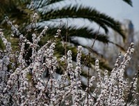 植物园之春