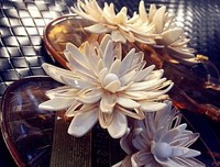 《山茶花飘零》观后感100字