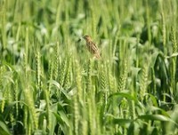 芒种：一分耕耘一分收获，一场人生一场圆满