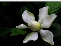 栀子花开