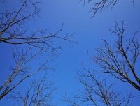 从遛狗获得的带娃智慧