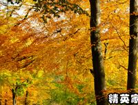 关于普通的优美句子