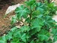 葵菜记忆