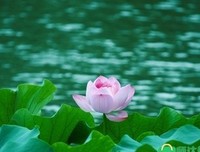 关于红绿。的句子