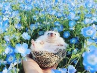 关于开怀大笑的语句
