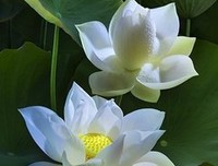 关于和好如初的格言
