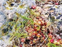 关于今夕数四没夕，青草离离的句子