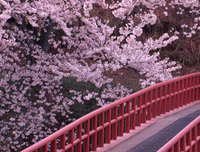 看樱花去