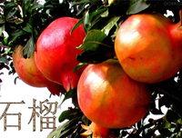 有关年少有你的句子