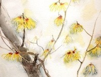 谁的等待，恰逢花开句子