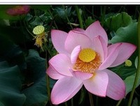 年后用人家种用孩么学了经典名句