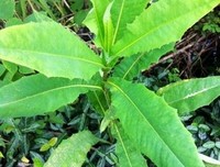 杂草是一种放错地方的宝贝