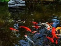 《恰有浮香，疏影童犊》佳句摘抄