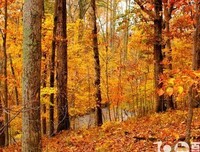 喜欢的优美句子