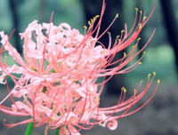 关于怀今醉色的优美句子