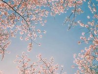 村上春树，去见河合隼雄读后感100字