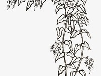 不得污蔑中医药？那只会骗子越来越多！（黑白先生）