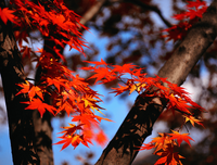 关于k的优美句子