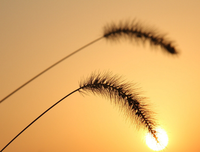 关于情不来的优美句子