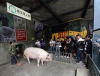 金兰饲养法则