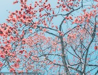 有关花与风铃。的句子