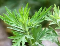 采采艾草