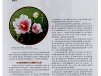《木槿花开，你曾年想多在》的句子