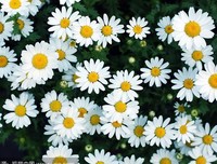 关于百花齐放的唯美语录