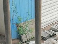 一株弱不禁风的小柳树