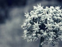 我绝对不说我爱你句子大全