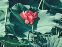 着打角经典的句子