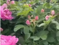 向往那片玫瑰园