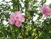 木槿花开时